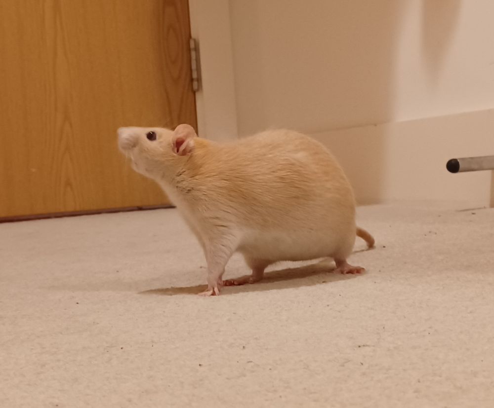Miso the cream rat posed standing dramatically with her face turned to the side and leaning up to sniff the air curiously