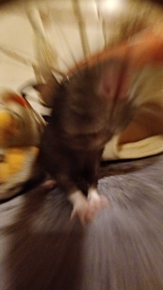 blurry fish eye lens of ponzu the black rat sniffing at the camera