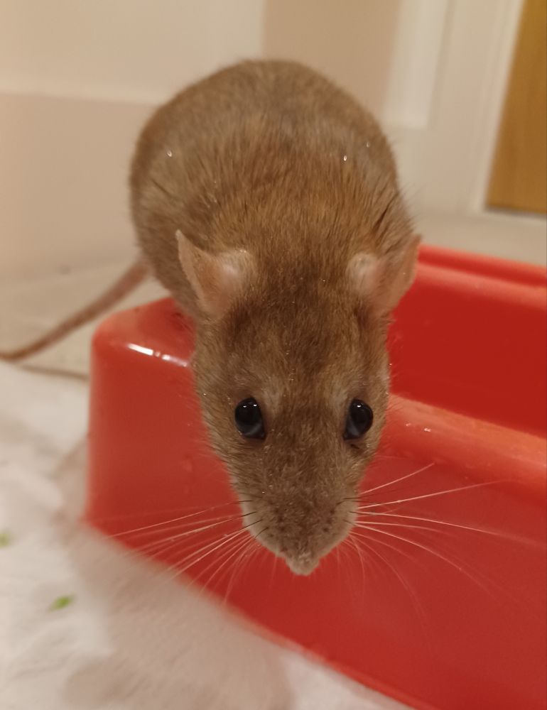 Ebi the brown rat standing on the edge of a children's play sink. She's just been pea fishing, her fur is damp and her gaze is menacing
