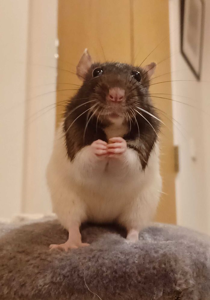 yuzu the black and white hooded rat standing on her hind legs with her front paws up and held together as she was just munching on a tasty snack. she's looking directly at the camera and her expression is particularly gormless