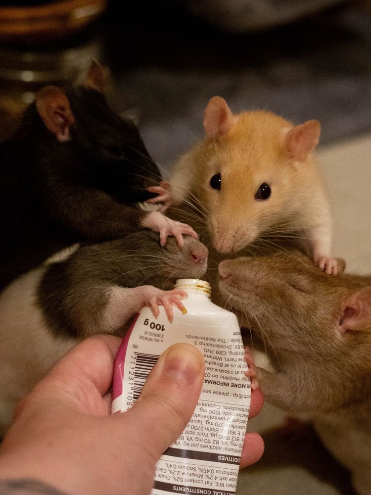 4 rats scrabbling over a tube of malt paste. miso the cream rat is shoving ebi the brown rat and ponzu the black rat's faces away with each paw and ponzu has a paw clenched on papaya the grey hooded rat's face