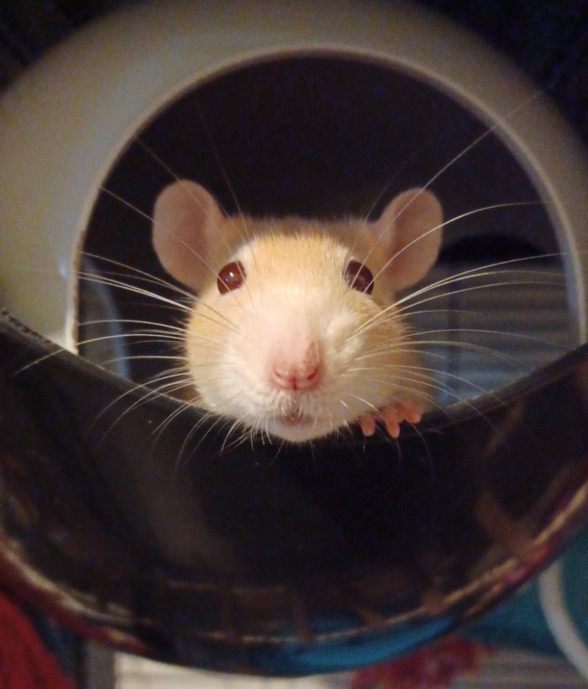 Miso the cream rat poking her head out of a sputnik hide