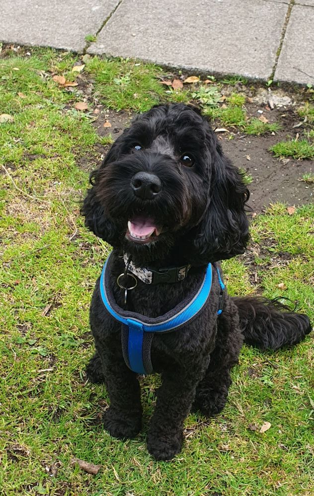 Toby, the most beautiful black cockapoo in the world is sat looking up and smiling. He's being a very good boy, waiting patiently for his big brother to get his ass into gear and get the treatums out of Mami's handbag.
