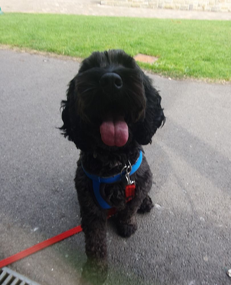 Toby, the most beautiful black cockapoo in the world is sat smiling widely waiting for me to throw a treat for him to catch in his mouth. He's an expert!