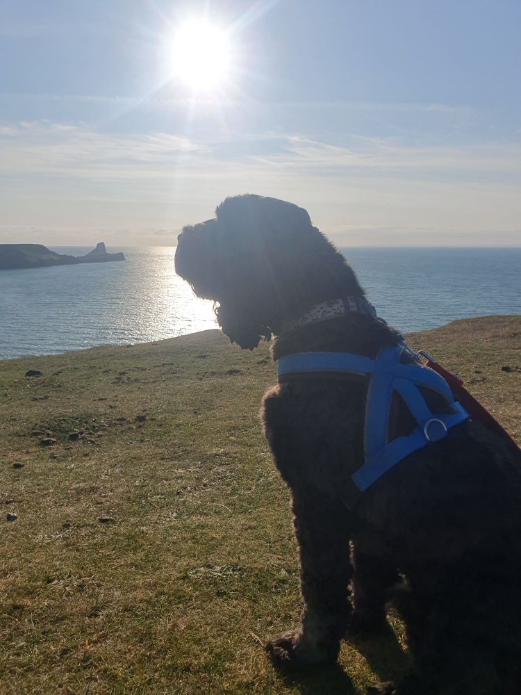 Toby, the most beautiful black cockapoo in the world is sat watching the sun setting over Worm's Head, Rhossili 