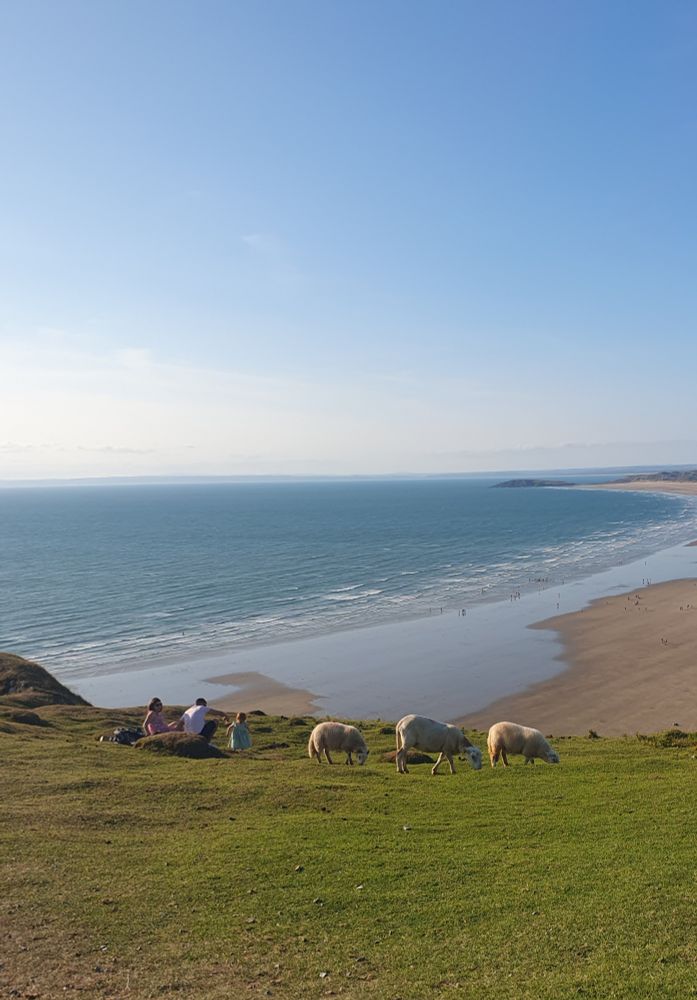 Sheep grazing on the cliffs of Rhossili, Gower Peninsula, Wales. UK 🇬🇧 