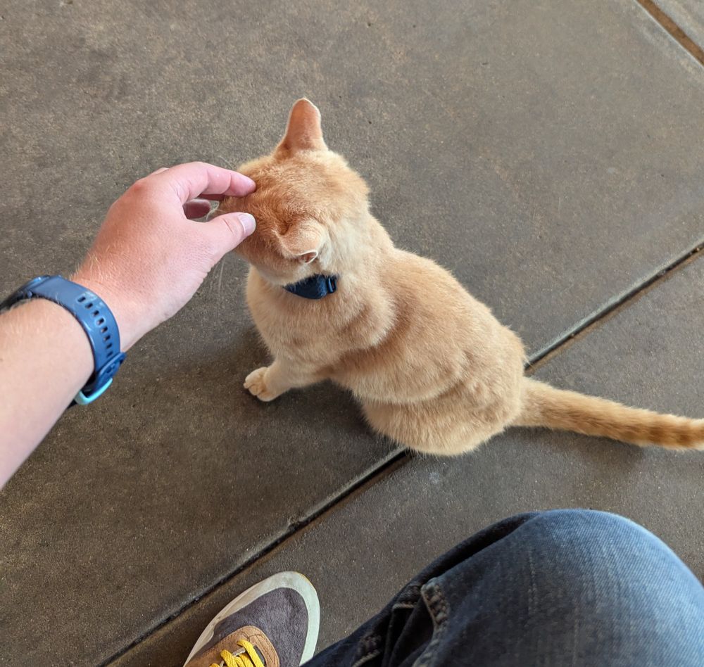 An orange/brown cat sitting on the ground being scratched gently on the head by me.