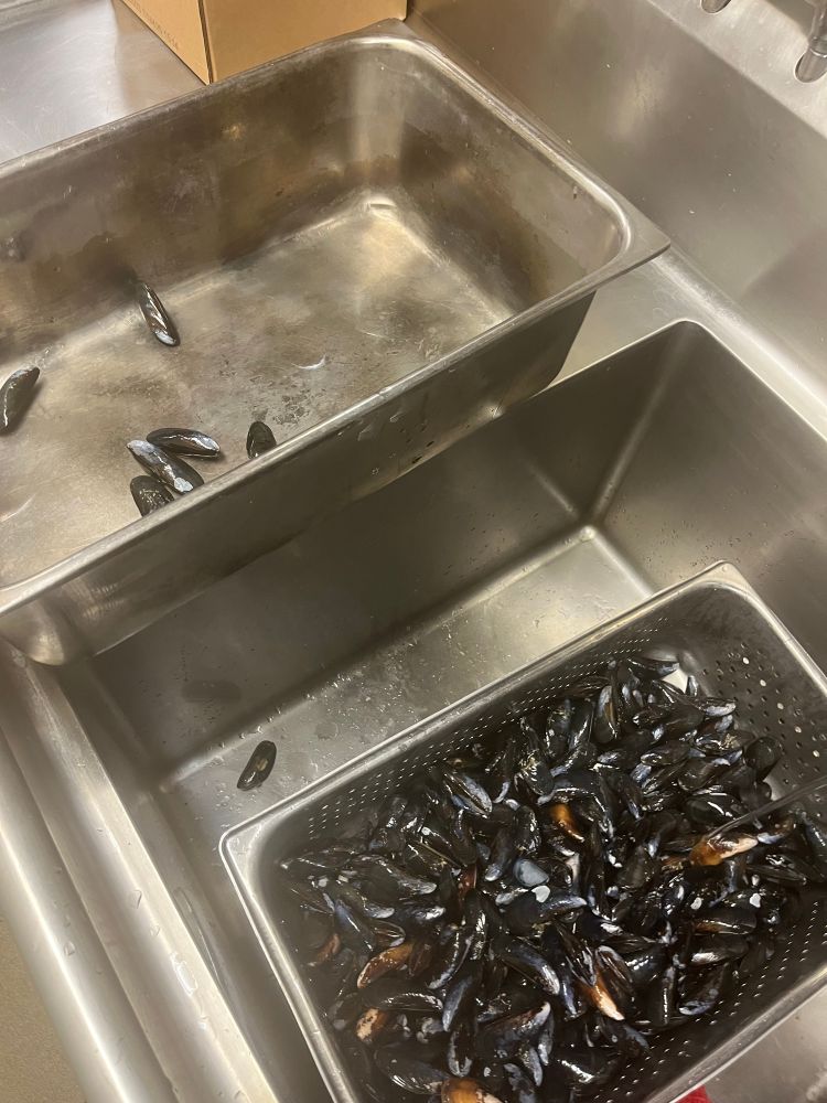Sink with mussels waiting to be bearded and sorted out 