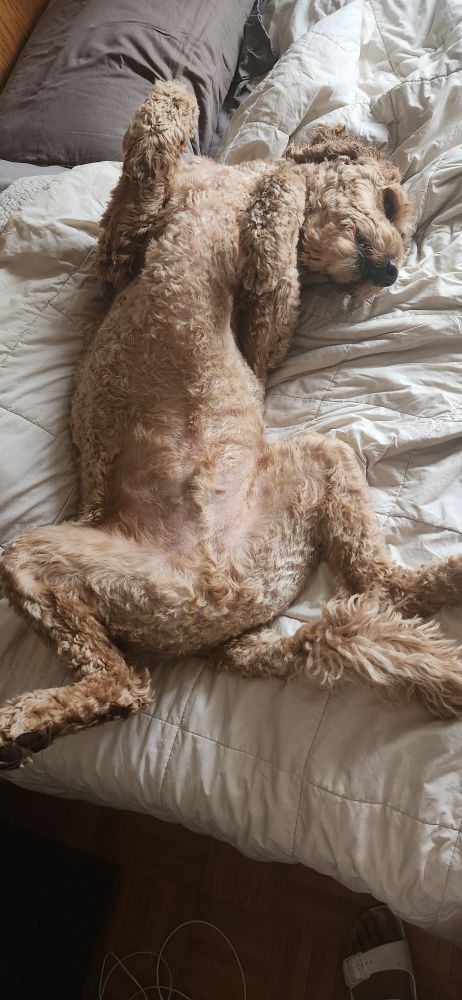 Freddy, my dog, lying supine on my bed. 