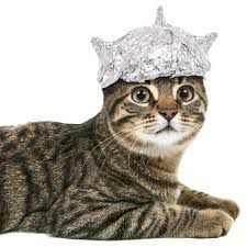 A tabby cat wearing a tin foil hat