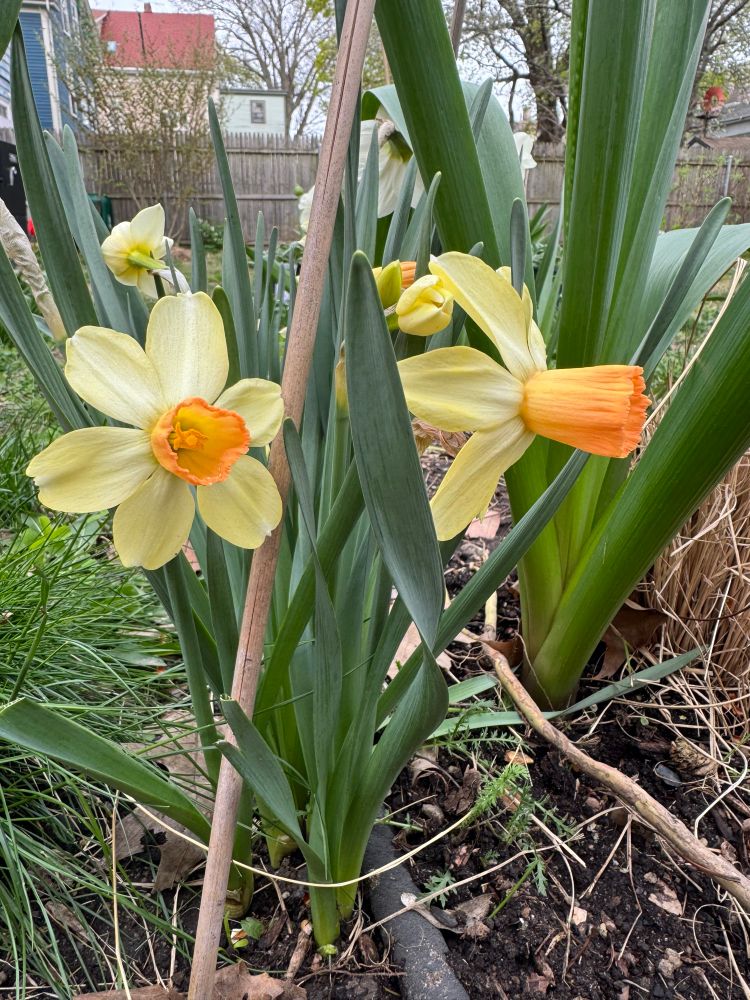 Yellow daffodlis with orange creamsicle center
