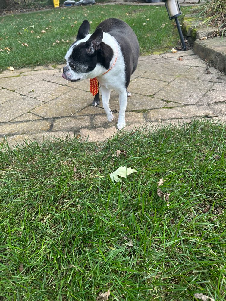 Boston Terrier wearing a small orange & yellow tie. 

