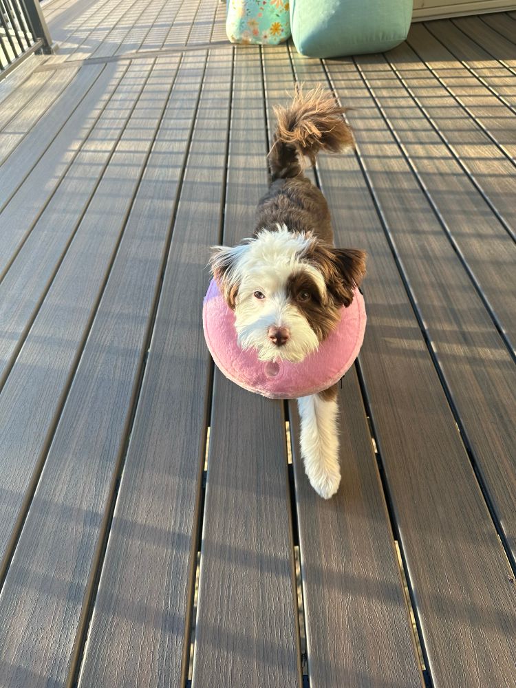 A brown & white Aussiedoodle who’s very teeny & has to wear a pink donut collar to keep her from sneaking through the fence. 
