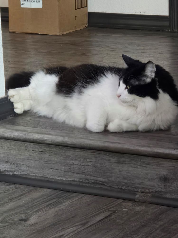 Tuxedo Jawa lounging waiting to be fed.