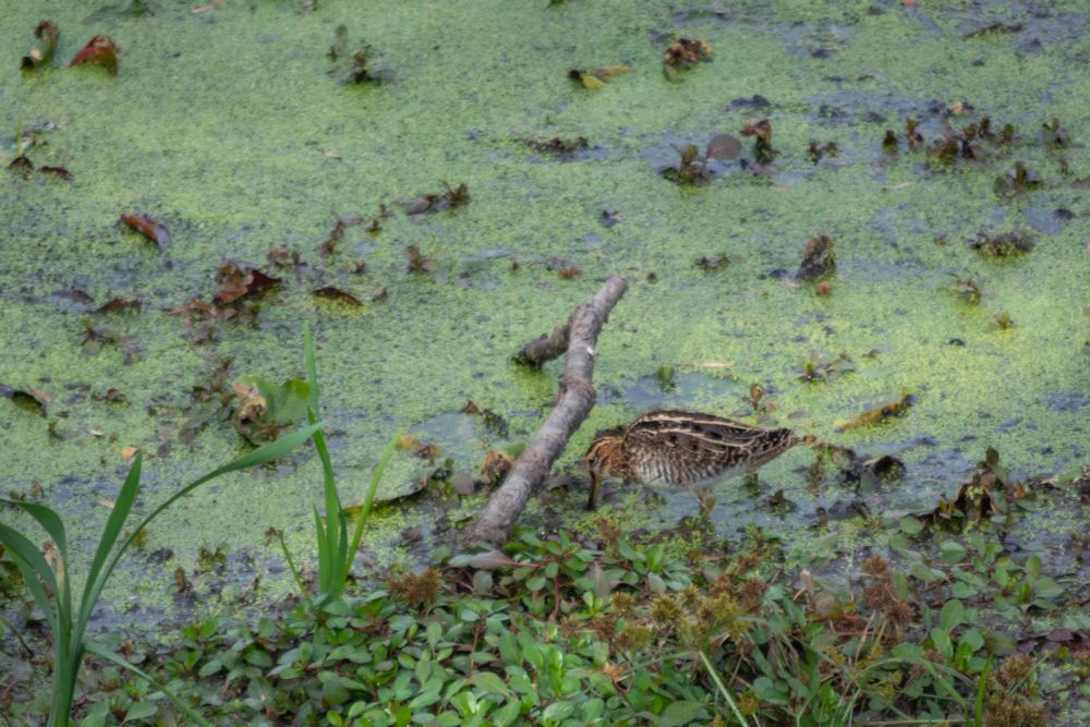 a Wilson's snipe - sort of a football shaped bird with a very long beak, with a long stripes down its back and a bunch of smaller stripes on its side - at the edge of an algae-filled pond. Their beak is mostly submerged