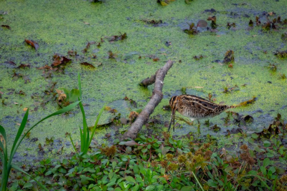 a Wilson's snipe - sort of a football shaped bird with a very long beak, with a long stripes down its back and a bunch of smaller stripes on its side - at the edge of an algae-filled pond. Their beak is slightly open and their toes are in its beak, probably cleaning it off.
