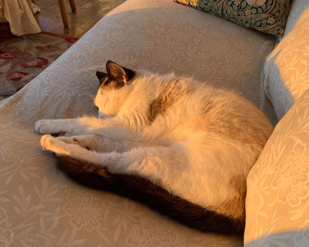 Calico cat snoozing on the couch in a sunbeam.