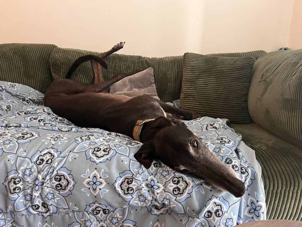Remus the greyhound upside down on sofa 