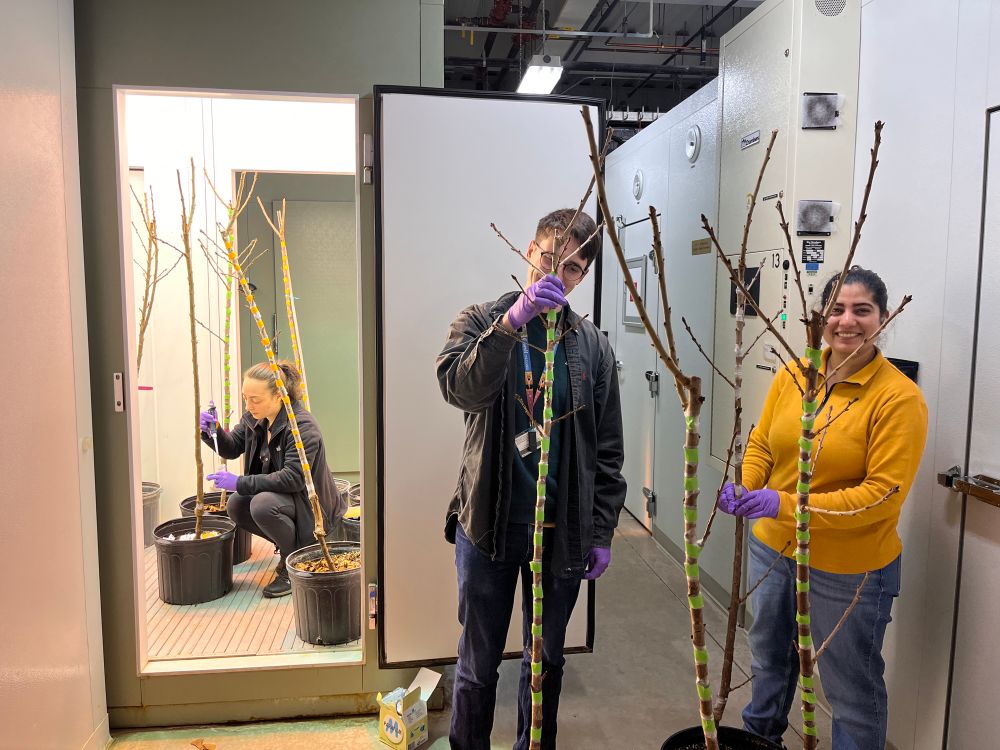 Lab members with cherry trees for inoculation 