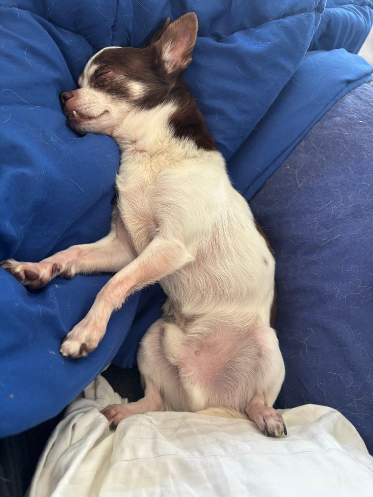 Small brown and white Chihuahua sleeping with his legs open and tummy showing
