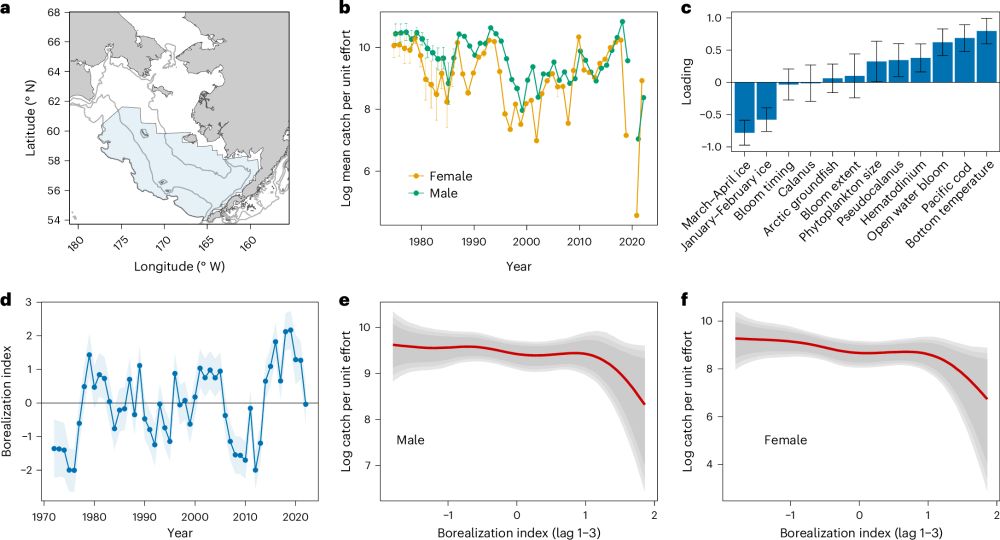 Human-induced borealization leads to the collapse of Bering Sea snow crab