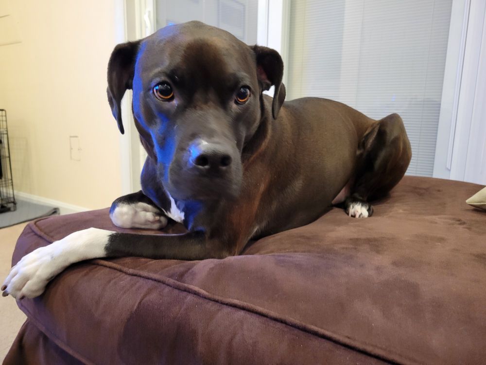 Gus, a black pit mix showing off his white paws