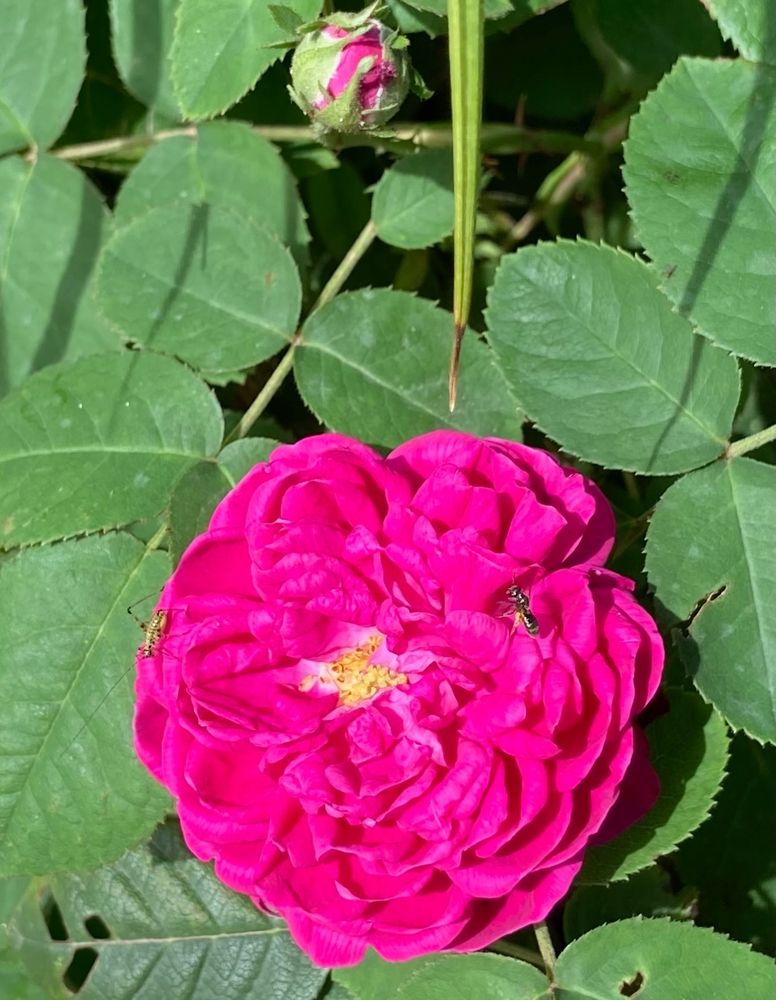  "rosa della nonna", probably a damascena, with 2 insects