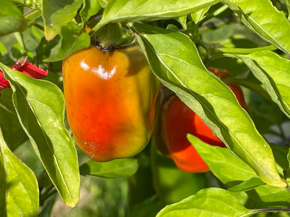 A pair of blushing, nearly-ripe apple peppers, still attached to the plant, on the cusp of turning orange but with some residual greenness still remaining.