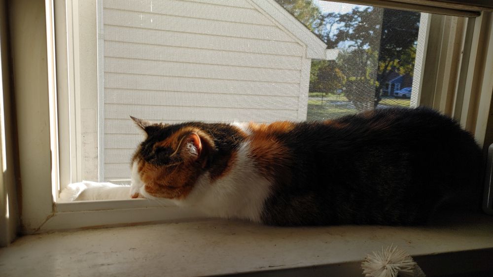 A sleepy calico cat snoozing and soaking up sun in an open window, front paws outstretched
