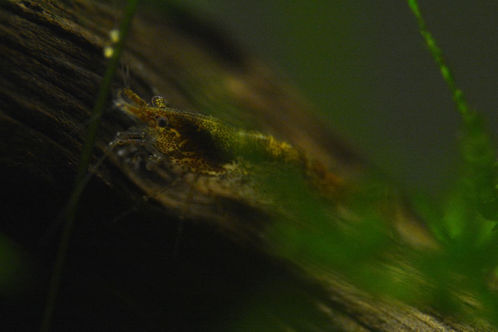 A nice dark moody shot of one of my brown speckled wildtype Neocaridina shrimp, perched on a piece of driftwood, facing off in the distance to the left. The right side of the frame is partially obscured by java moss.