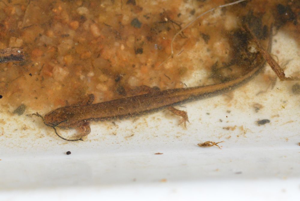 A long, slender brook salamander (Eurycea spp.). Its sides are a dark brownish black, and its back a medium tan, but the boundary between the two isn't especially distinct -- some mottled speckling extends from the sides onto the back and vice versa.