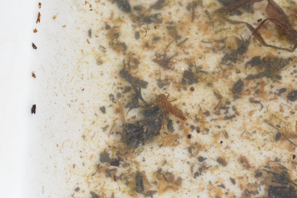 The following photos are all in my field sampling tray, which is a shallow white basin that I put the aquatic animals I find dipnetting into.

This first photo is of a small reddish-brown damselfly nymph, Argia spp., clinging to some debris in the center of the frame. It is elongated but stout, with a squared off head and cylindrical abdomen. It's missing the usual caudal gills that these guys have, which do sometimes fall off. They're normally flat and tapered, leaf-like.