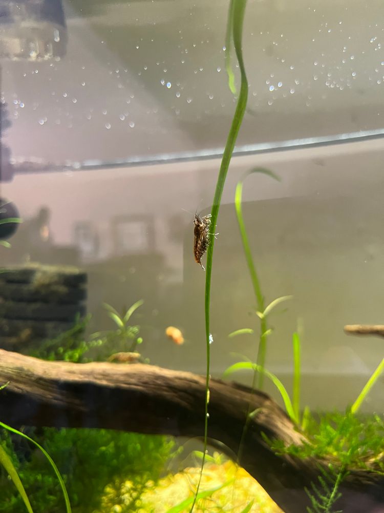 One of my Neocaridina shrimp in the aquarium. This one is a lovely brown wildtype clinging to a strand of Valisineria, and she looks to be carrying a clutch of eggs under her tail!