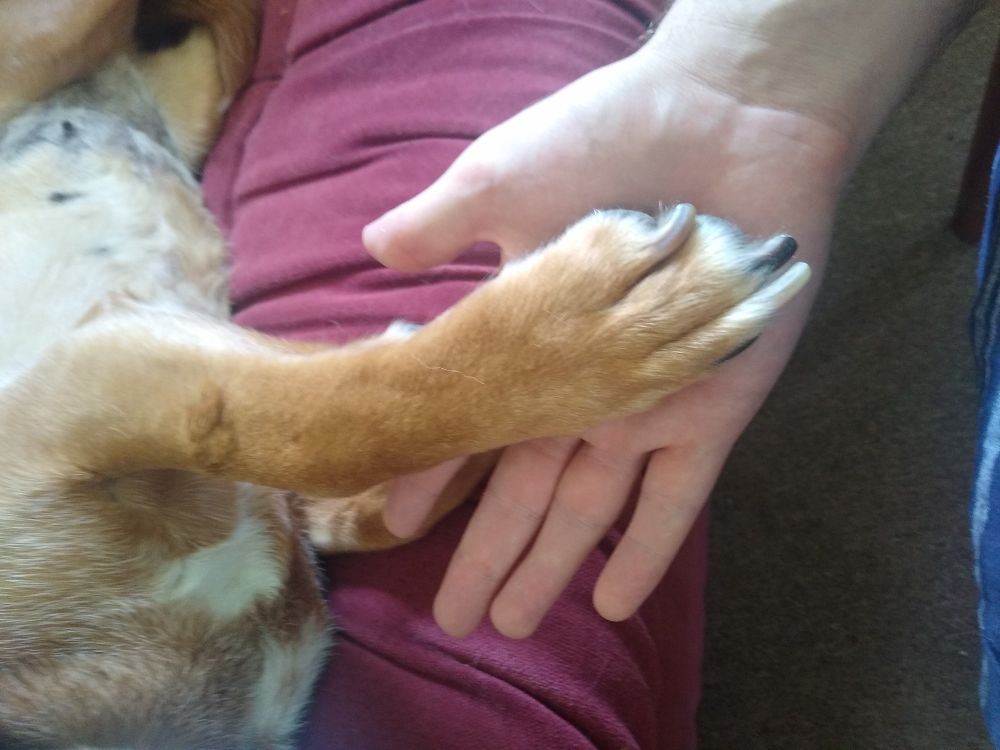 Dog's paw in my hand. She's reached over to prevent me from stopping patting her tummy as she lays on the couch