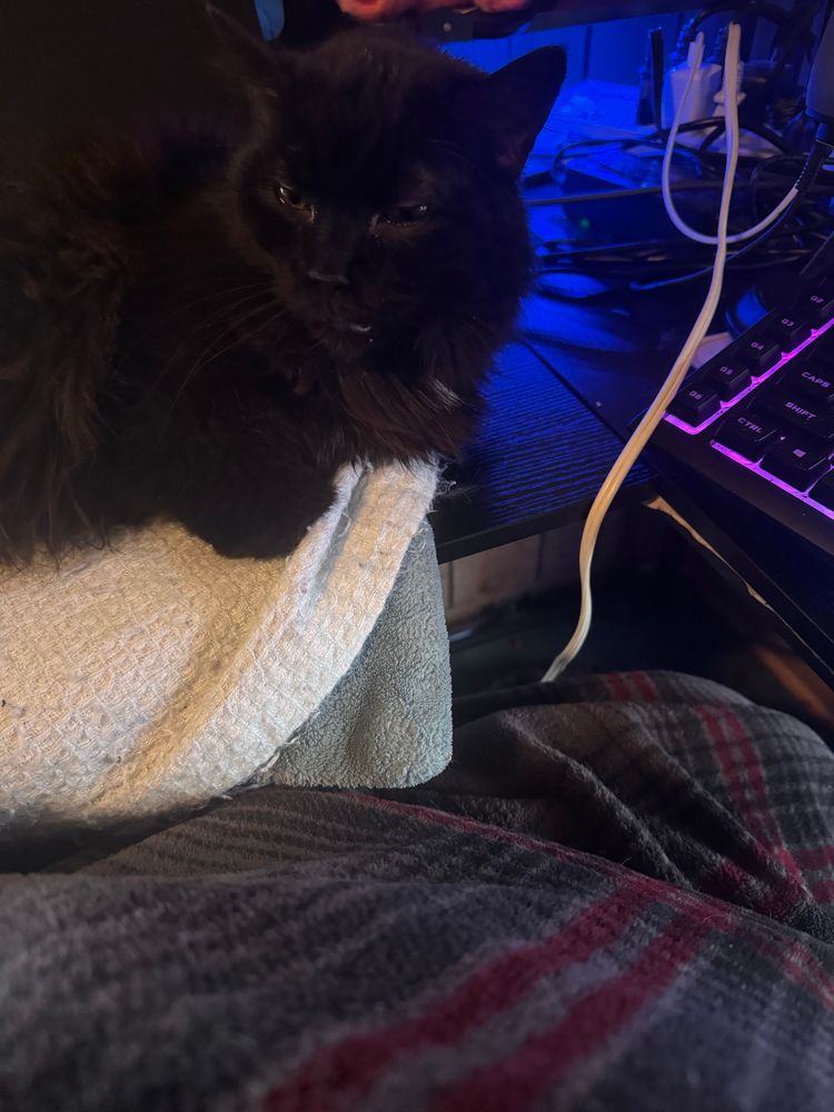 A picture of my black cat laying on top of a blanket with a heating pad under it on my computer desk