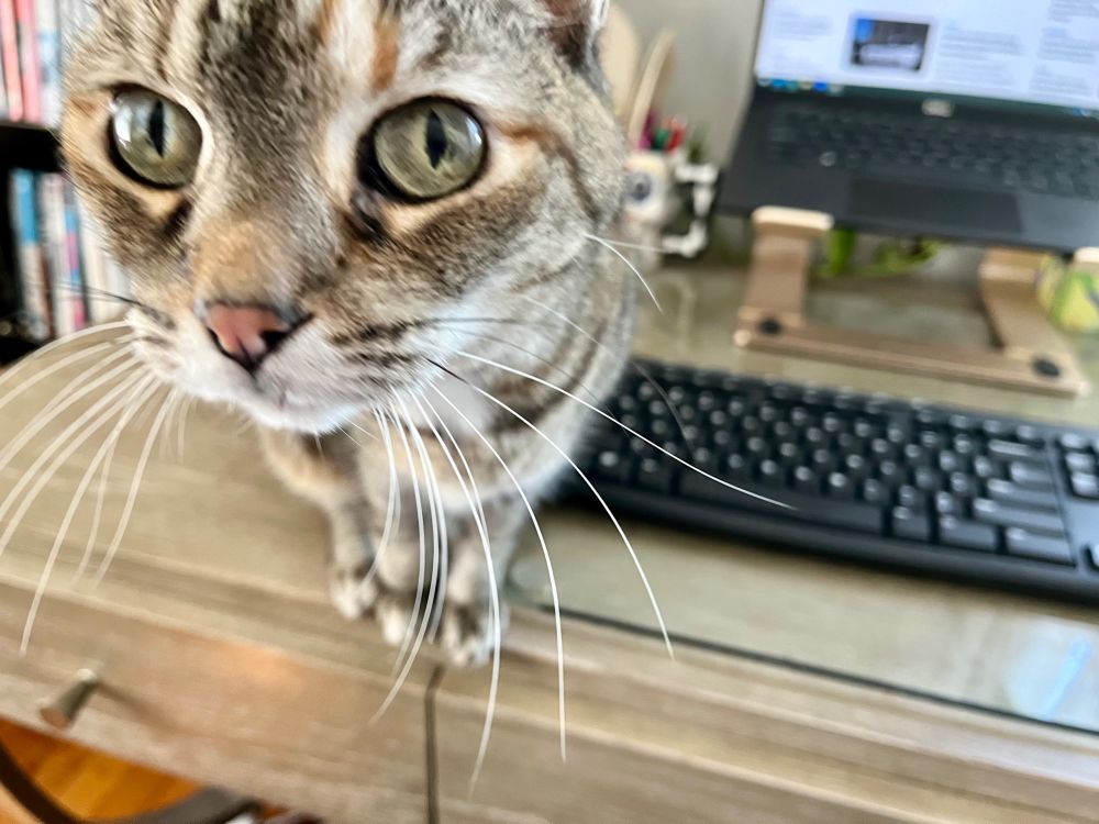 A torbie cat (part tortoiseshell, part tabby) is standing on a desk very close to your face. She thinks you should stop whatever you’re doing and cuddle her. 