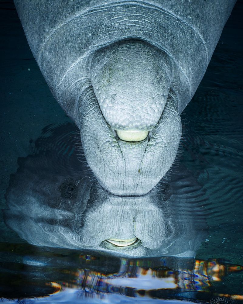 A closeup of a manatee taking a breath at the waters surface with its reflection looking back at it. The image is flipped 180 degrees to emphasize the reflection. The manatees big tooth is visible through its floppy lips