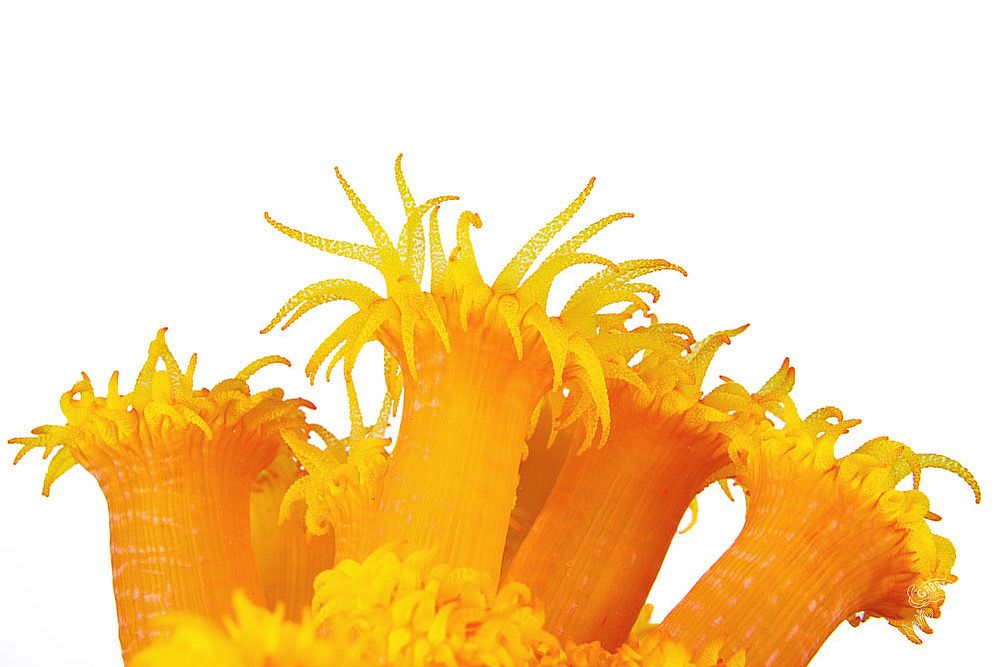A bright orange colony of anemone-like cup coral extend their tentacles like fireworks on a white background