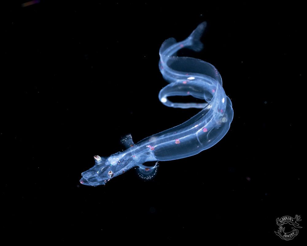 A translucent dragonfish larvae squirms and looks at the camera with a goofy smiley face in inky dark night time. There are pink dots that run the length of its body. 
