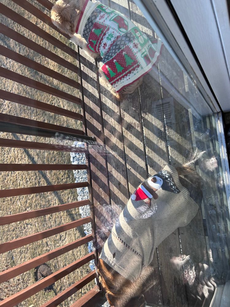 2 dogs wrapped in sweaters on an outdoor deck 