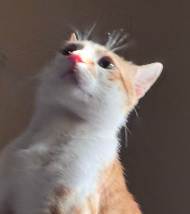 My cat leo his colour orange 