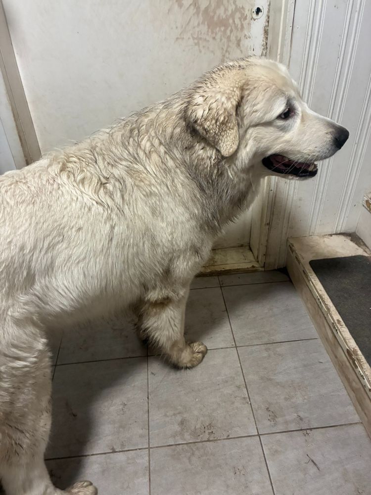 Valkoinen Enzo-koira kuraisena