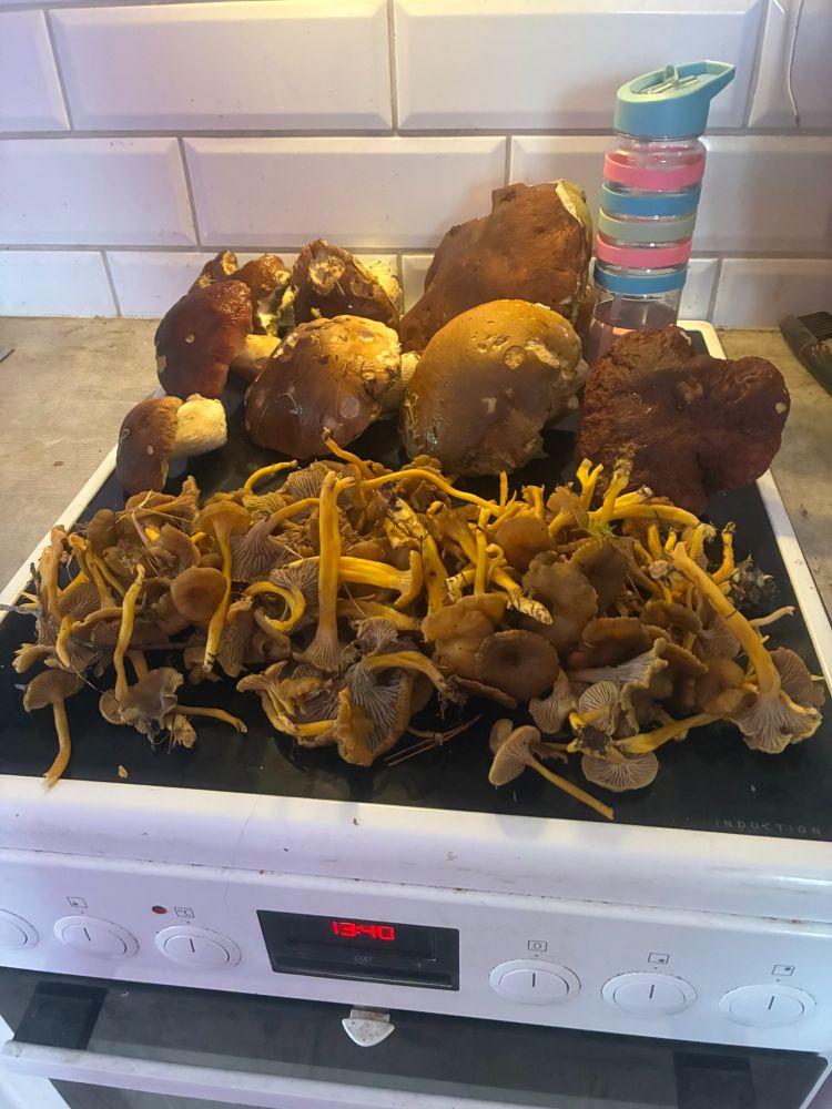 Päivän saalis: useita herkkutatteja sekä suppilovahveroita