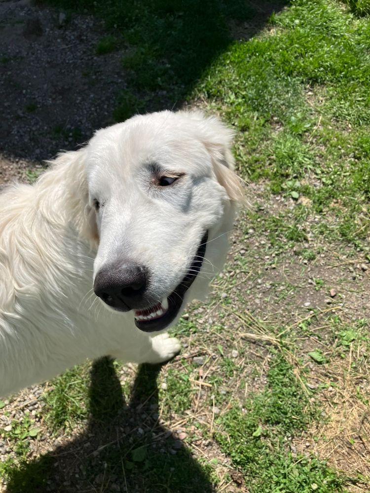 Maremmano Abruzzese koira noin  7 kuukauden vanhana.