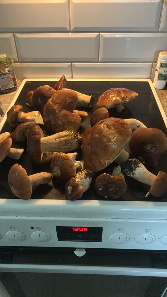 16 erikokoista herkkutattia ja yksi punikkitatti hellan päällä.