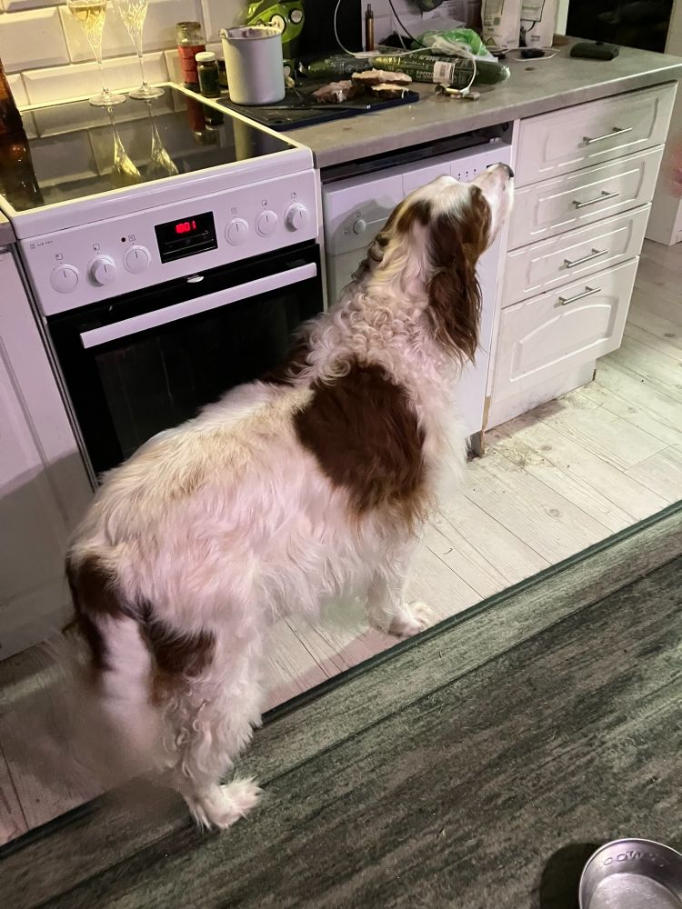 10 vuotias punavalkoinen irlanninsetteri seisoo hellan edessä