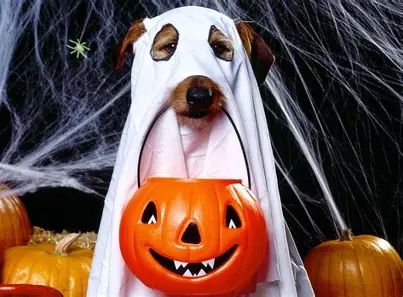 A dog wearing a white bed sheet with holes for eyes and holding a Jack O'Lantern in his mouth