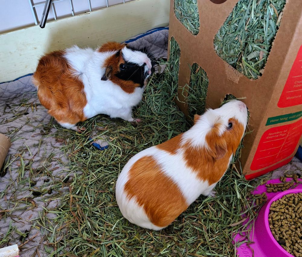A photo taken in September 2025 of the same two guinea pigs, now eating hay. The brown and white guinea pig is now fully grown, and even appears slightly larger than the tricolor pig because of the camera angle.