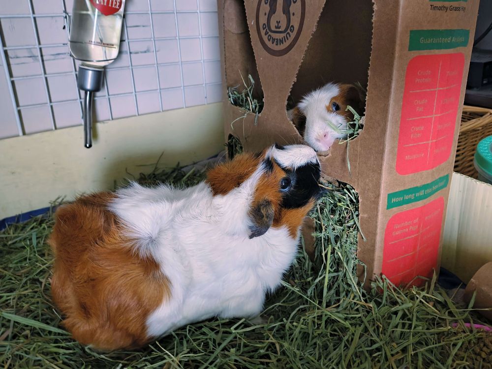 Two guinea pigs stand nose to nose, one inside of a cardboard box with her head tilted toward the camera. The one outside lifts her nose up to sniff the one inside.
