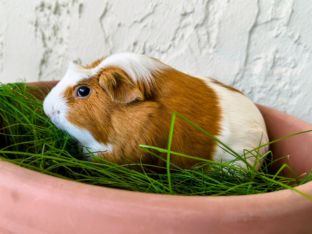 A brown and white guinea pig sits in a large flower pot with tall grass growing in it. She is daintily nibbling at the grass while looking back at the camera.